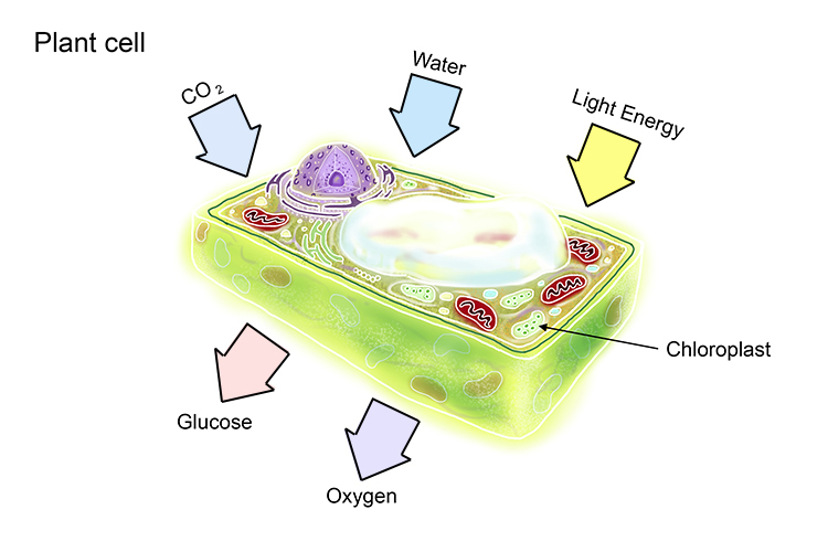 Graphic of a plant cell and what imputs are needed through chloroplasts to make glucose and oxygen